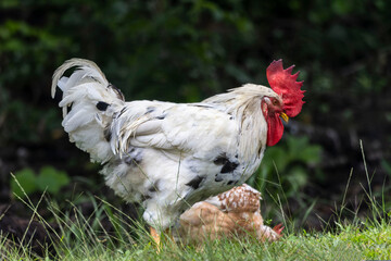 A striking white rooster with black speckles stands proudly on green grass.