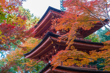 京都　浄瑠璃寺（じょうるりじ）の三重塔と紅葉