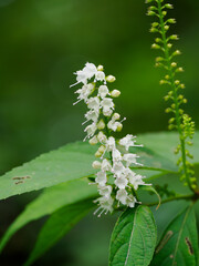 秋の森に咲くシモバシラの花