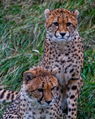 2 Cheetahs