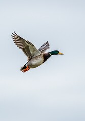 Obraz premium Mallard Duck in Flight, Wings Spread, Clear Sky