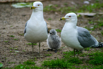 seagulls family