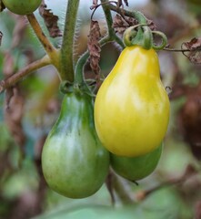 A vibrant yellow pear-shaped tomato ripens on the vine, next to a green tomato still developing