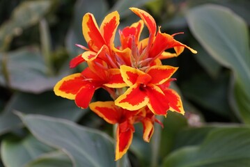 Closeup of the beautiful canna Red Golden Flame flowers at full bloom