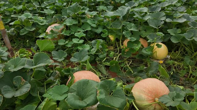 A field of large Halloween pumpkins growing on a farm in Da Lat, Vietnam