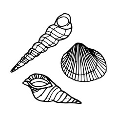 ocean sea shells outline illustration