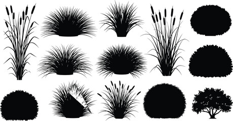 Black plant silhouette collection, ornamental grass, shrub and reed icons, vector nature elements, garden design, landscape illustration, isolated on white background