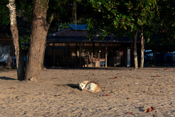 Dog sleeping on the beach, vira-lata caramelo