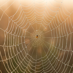 Obraz premium Spider on a web covered in morning dew at sunrise, a beautiful macro of nature's intricate and delicate patterns.