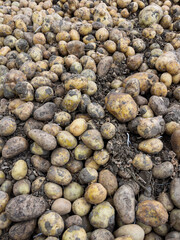 Abundant Harvest of Varieties of Potatoes on Farm Ground