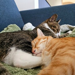 A ginger cat lovingly snuggles its face into the belly of a tabby cat as they both peacefully nap on a soft blanket. This heartwarming close-up photo beautifully captures a tender moment 
