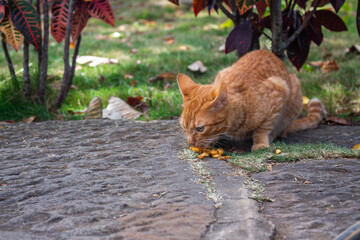 Gatito naranja comiendo 