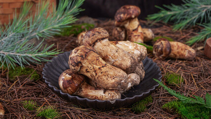 Fresh Wild Matsutake Mushrooms in Forest Setting with Pine Needles and Natural Woodland Background