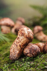 Fresh Matsutake Mushrooms Picking in Natural Forest Meadow Setting