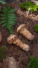 Wild Matsutake Mushrooms in Natural Yunnan Forest Habitat with Ferns and Moss