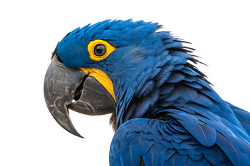 Fototapeta premium Hyacinth macaw portrait stunning feather details