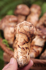 Fresh Wild Mushroom Held in Hand with Natural Forest Background