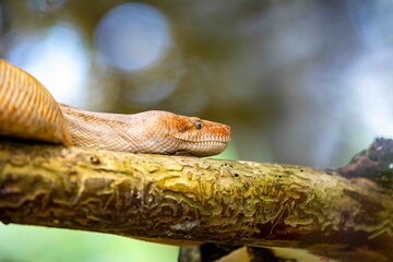 Rare snake, boa constrictor imperator, native to Central America. Jibóia