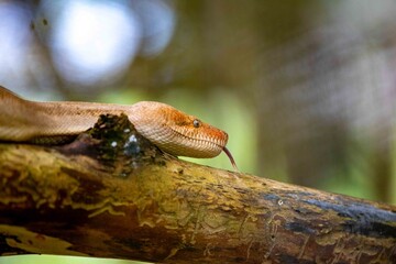 Rare snake, boa constrictor imperator, native to Central America. Jibóia