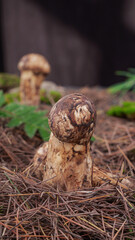 Wild Fresh Matsutake Mushrooms Growing in Natural Forest Meadow Setting