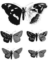 Butterflies Halftones Raw R1002