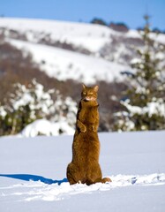 Brown cat stands on snow-covered mountain