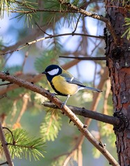 Obraz premium Cute bird perched on a branch in a pine tree