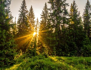 Golden sunbeams pierce a pine forest at dawn. Lush greenery surrounds