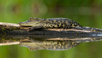 Fototapeta premium Pond Reflections - American Alligator 121