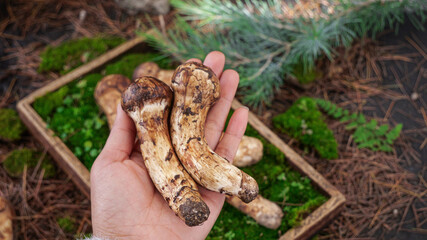 Fresh Matsutake Mushrooms Foraged in Yunnan Forest with Natural Moss Background
