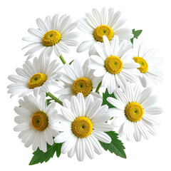 Obraz premium Bouquet of Chamomile Isolated On White Background: A vibrant arrangement of chamomile flowers, their pure white petals radiating outwards from bright yellow centers, creates a stunning visual display.