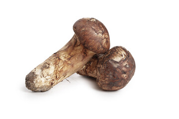 Fresh Agaricus Blazei Mushrooms from Yunnan with Mud Residue on White Background