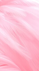 Close-up of delicate, soft pink feathers