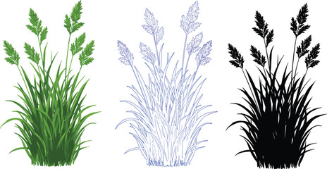 Grass plant illustration set, realistic green grass, botanical silhouette, line art drawing, nature vector design, isolated elements for commercial useGrass 