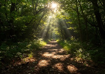 Obraz premium A pathway winding through a sunlit forest. The sun's rays filter through the trees, illuminating the path and creating a sense of serenity