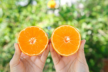 Fresh Orange Halves in Hands Against Green Nature Background - Healthy Citrus Fruit