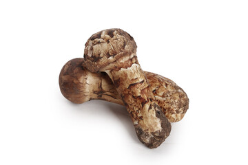 Fresh Matsutake Mushrooms from Yunnan - Golden Wild Fungi with Distinctive Fragrance for Gourmet Cooking
