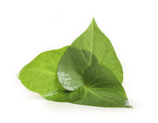 Obraz premium Fresh Groundnut Plant Leaves with Water Droplets on White Background