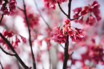 New Zealand Spring – Pink Vibrant Cherry Blossoms in Auckland