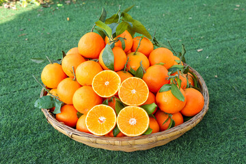 Fresh Picked Oranges in Wicker Basket on Green Grass - Citrus Fruit Harvest Display