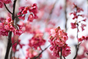 New Zealand Spring – Pink Vibrant Cherry Blossoms in Auckland