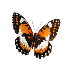 Obraz premium Butterfly gliding Moves smoothly through the air with minimal wing movement. full length isolate on transparent background