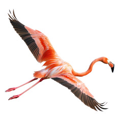 Fototapeta premium Flamingo flying A flamingo glides through the air with its long neck extended and legs trailing. full length isolate on transparent background
