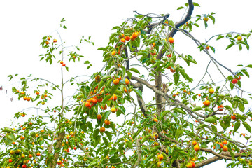 Ripe Orange Persimmons Growing on Tree Branches with Green Leaves in Orchard
