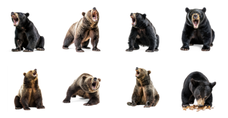 Collection of Bear growling A bear stands or sits with its mouth open, growling or making a low sound. full length isolate on transparent background