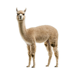 Obraz premium Alpaca standing An alpaca stands with its neck extended and its ears upright. full length isolate on transparent background