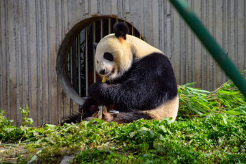 Adorable Giant Panda Collection at Sichuan Wolong National Nature Reserve 