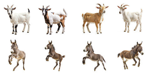 Collection of Goat standing A goat stands on all fours, head raised high, and tail curled upward. full length isolate on transparent background