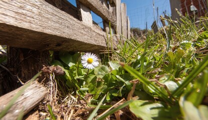 Obraz premium Single white daisy nestled amongst weathered wooden fence and grass