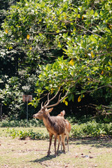 Male deer at the Peucang Island